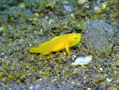 Lubricogobius exiguus