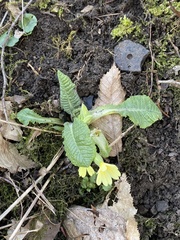 Primula elatior