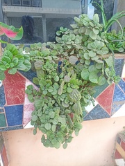Plectranthus verticillatus