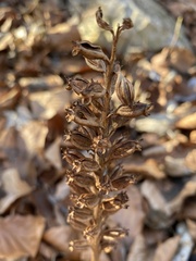 Neottia nidus-avis