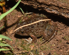 Phrynobatrachus natalensis