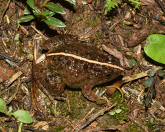 Phrynobatrachus natalensis