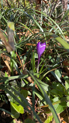 Crocus vernus