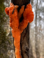 Fusicolla merismoides