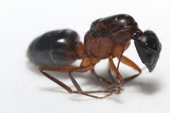 Camponotus barbaricus