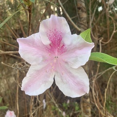 Rhododendron indicum