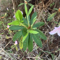 Rhododendron indicum