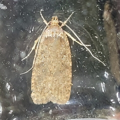 Agonopterix heracliana