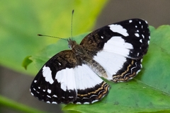 Janatella leucodesma