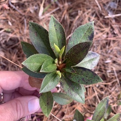 Rhododendron