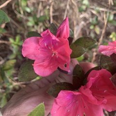 Rhododendron