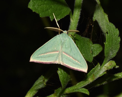 Chlorerythra rubriplaga
