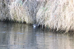 Cinclus cinclus aquaticus