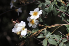 Rosa abyssinica