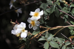 Rosa abyssinica