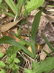 Freesia laxa