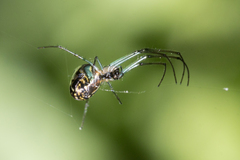 Leucauge volupis