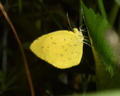 Eurema desjardinsii