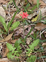 Freesia laxa