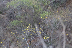Cochlospermum vitifolium