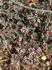 Euphorbia polycarpa