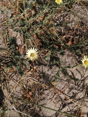 Noticastrum