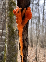 Fusicolla merismoides
