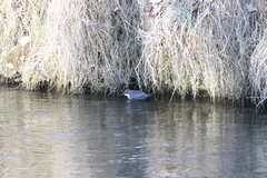 Cinclus cinclus aquaticus