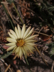 Noticastrum