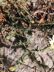 Noticastrum