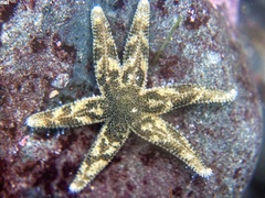 Leptasterias hexactis