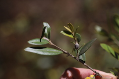 Olea europaea cuspidata