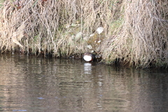 Cinclus cinclus aquaticus