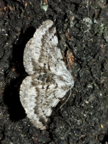 Lycia graecarius