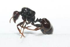 Messor barbarus