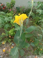 Canna indica flava