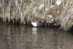 Cinclus cinclus aquaticus