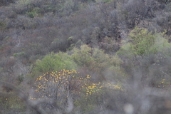 Cochlospermum vitifolium