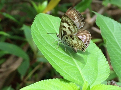 Niphanda tessellata