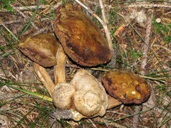 Pseudoboletus parasiticus
