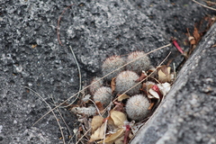 Mammillaria sheldonii