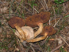 Pseudoboletus parasiticus
