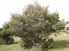 Juniperus oxycedrus