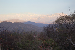 Cochlospermum vitifolium