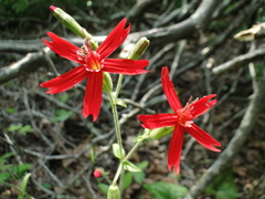 Silene virginica