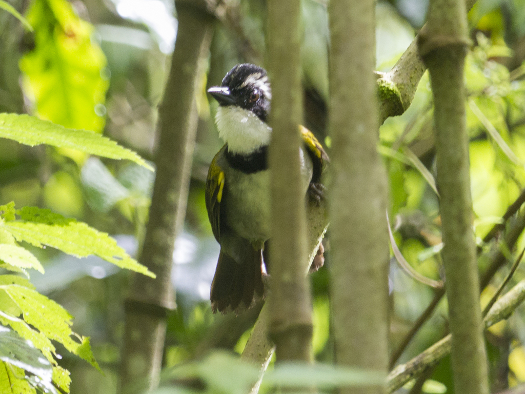 Paria Brushfinch photo