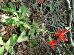 Silene virginica