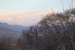 Cochlospermum vitifolium