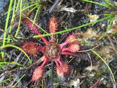 Drosera linearis