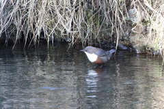 Cinclus cinclus aquaticus
